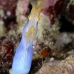 eel_ribbon_woe_sim_v_0011_tha3752.jpg